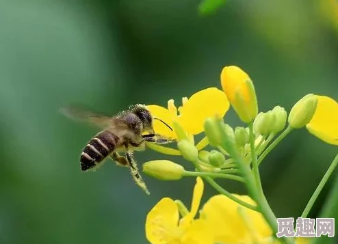 2024年热门且有趣的小蜜蜂游戏大盘点，精彩不容错过！