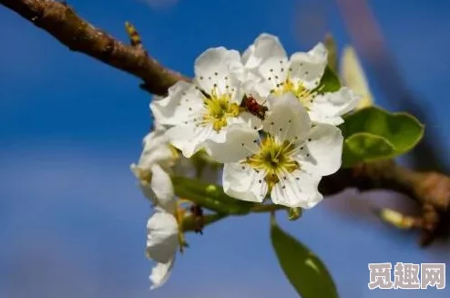 丁香九月：秋风送爽，万物复苏的季节里，我们共同感受自然的魅力与生命的韵律