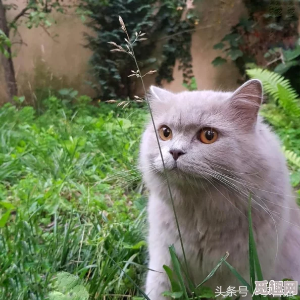 舔的好舒服新研究表明猫咪舌头上的倒刺有助于清洁毛发和皮肤健康