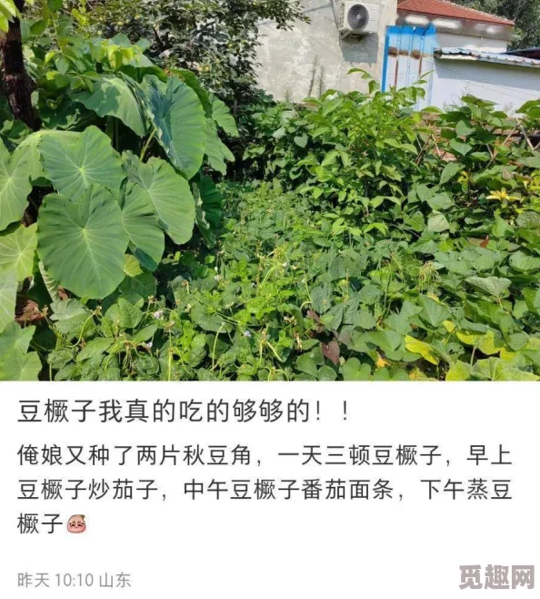 网友热议：就我眼神好？巧妙收集豆橛子，策略满满将所有豆子运回家的攻略分享！