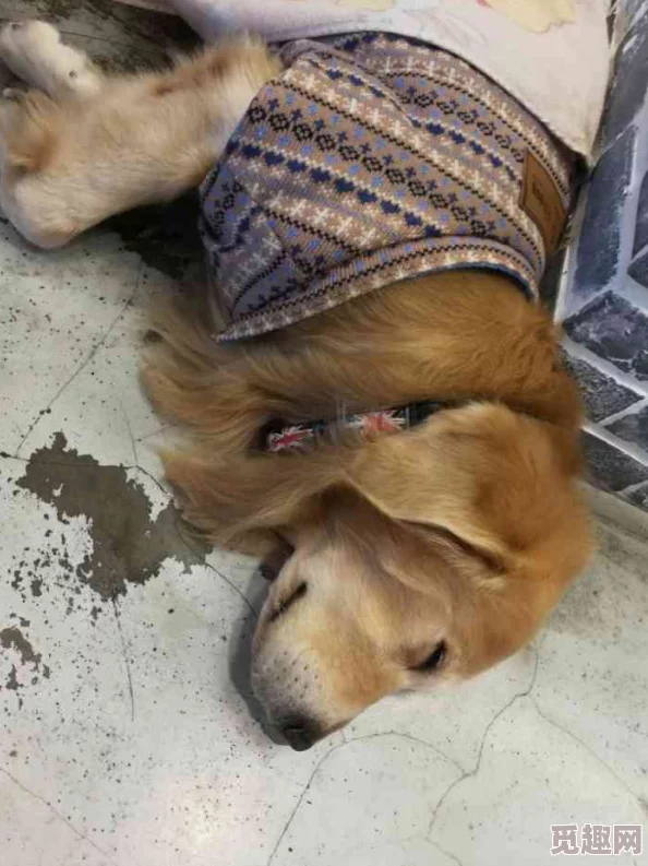 人与狗毛片12回合 人与狗毛片12回合