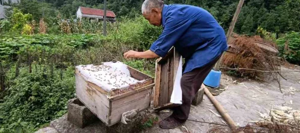 娇妻被老头杂交近日，村里新来的养蜂人引发了不小的轰动