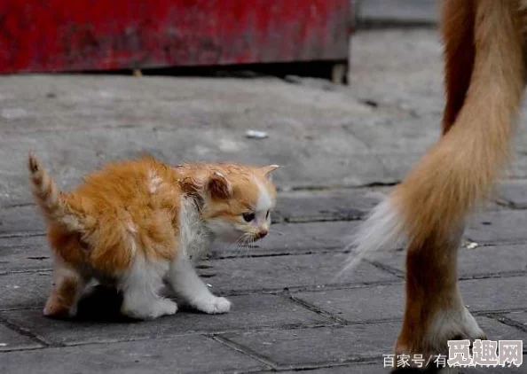 l给月擦脚小区里一只流浪猫被居民收养，成了社区的“吉祥物”