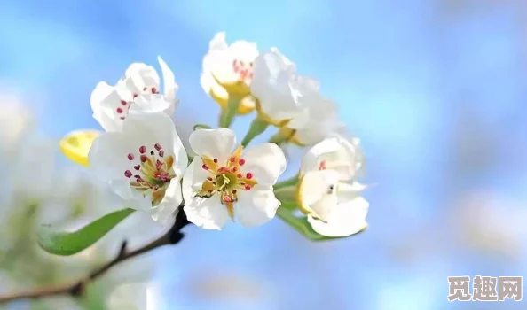 白桃花在线观看生活就像白桃花一样美好，愿每个人都能绽放出自己的光彩