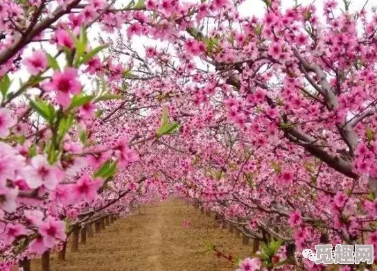 桃花坳韵事桃花盛开春意浓阿桃阿旺喜结良缘