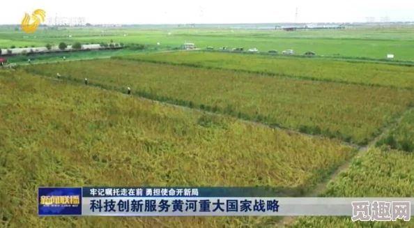 特黄特色种植技术取得新突破亩产量提升15%品质显著提高