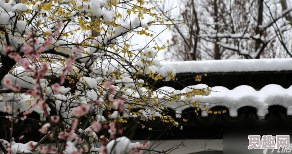 王者荣耀梅花山雪作闲伴活动参与指南及丰厚奖励详解