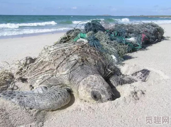 死亡搁浅全主线流程图文攻略：订单系统详解与建筑搭建指南